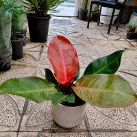 فیلادندرون پرتقالی