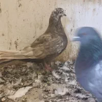 کبوتر سرور غریب