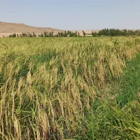 برنج هاشمی درجه یک دره رود قره‌داغ باعطروطعم|خوردنی و آشامیدنی|چهاردانگه (آذربایجان), |دیوار