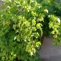 باغچه استخردار ۹۶۰ متری صفادشت|فروش خانه و ویلا|تهران, خانی آباد نو جنوبی|دیوار
