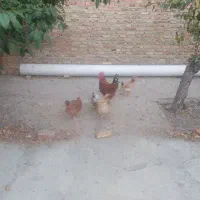 مرغ وخروس