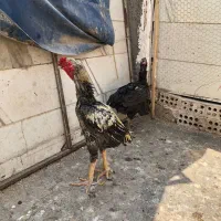 مرغ و خروس لاری و جوجه لاری و خروس سبرایت|حیوانات مزرعه|مشهد, طلاب|دیوار