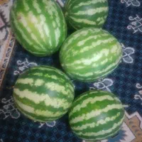 هندوانه