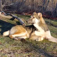 توله سگ 5 ماهه گریخ و سگ یه ساله گرگی بهترین نژاد