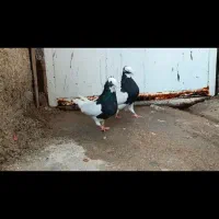 کبوتر طوقی|پرنده|شیراز, شاهچراغ|دیوار