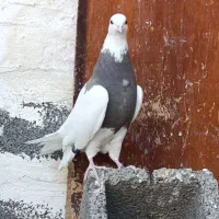 کبوتر،طوقی نسل درجه یک،دونه ای ۷۰۰روهم|پرنده|بیستون, |دیوار