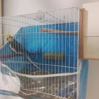 سلام دوستان یک جفط عروس هندی