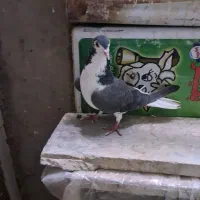 دمگیر ماده روزگاری|پرنده|برخوار, |دیوار