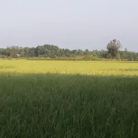 فروش زمین شالیزار برنج ۶۵۰۰ متر|فروش زمین و ملک کلنگی|آستانه اشرفیه, |دیوار