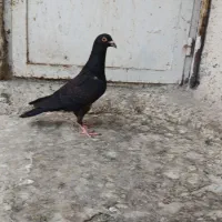 کبوتر