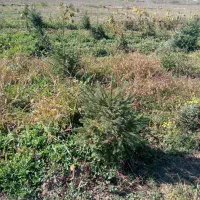 خدمات. فروش نهال کاج نئول ۴۰۰ اصله یک متری|گل و گیاه طبیعی|کیاسر, |دیوار