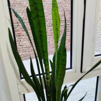 گل سالم و زیبا برای فروش