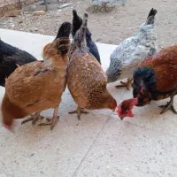 فروشی|حیوانات مزرعه|اسفراین, |دیوار