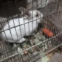 خرگوش نر بالغ