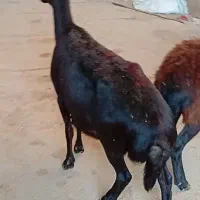 میش قزل افشار|حیوانات مزرعه|زارچ, |دیوار