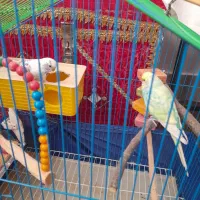 دو تا مرغ عشق