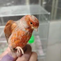 بنام خدا فروش چند عدد قناری سوخته اکات موزائیکی|پرنده|اصفهان, مولوی|دیوار