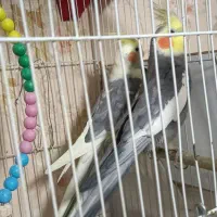 عروس هلندی کار داده|پرنده|مشهد, شهرک مهرگان|دیوار