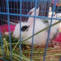 خرگوش مینیاتوری