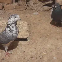 کفتر|پرنده|قم, کیوانفر|دیوار