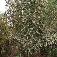 نهال و نهالستان تعاونی گوارشگ زیر قیمت بازار حراج|خدمات باغبانی و درختکاری|مشهد, توس فردوسی|دیوار