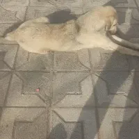 طوله ده ماهه