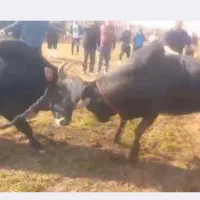 ورزا چالوسی بشرط ج پلمپ|حیوانات مزرعه|سنگر, |دیوار