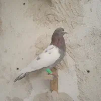 کبوتر|پرنده|زاهدان, |دیوار