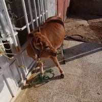 گوشت بره و گوساله محلی و بزغاله|خوردنی و آشامیدنی|روانسر, |دیوار