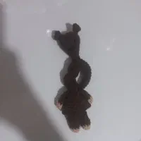 عروسک گردن دراز تدی