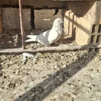کبوتر پرشی