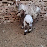 میش زاییده و بره نر