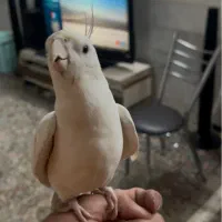 عروس هلندی البینو