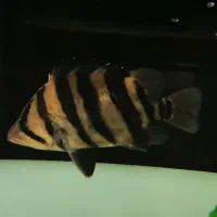 تایگرسوماترا30سانت اورامعاوضه