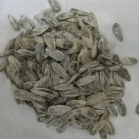 تخمه برای طوطی