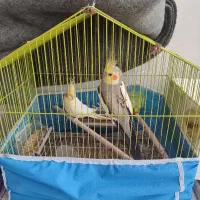 نر و ماده لوتینو و سینامون