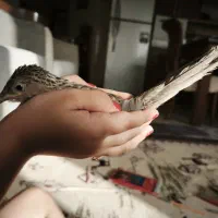 یک جفت پرنده زینتی کاملا دستی