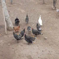 بوقلمون جوان|حیوانات مزرعه|سیلاخور, |دیوار