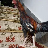 خروس لاری اصیل افغان بالغ