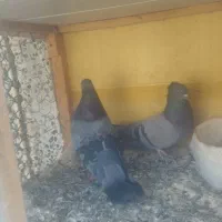 کبوتر بوشهری|پرنده|بوشهر, |دیوار