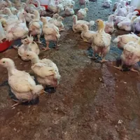 جوجه گوشتی ۲۰روزه|حیوانات مزرعه|سبزوار, رباط|دیوار