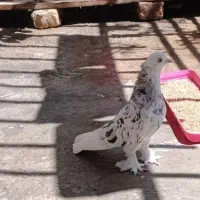 کفتر