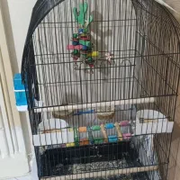 فروش فوری|پرنده|تهران, اسفندیاری|دیوار