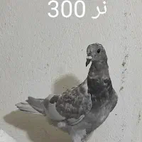 کبوتر آلمانی و رنگی همه پرشی|پرنده|گنبد کاووس, |دیوار