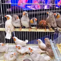 فنچ کینگ نرگسی بنگالی|پرنده|اهواز, کوی جانبازان(دانش)|دیوار