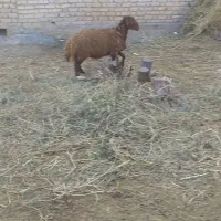بره نر ۴۰ کیلویی