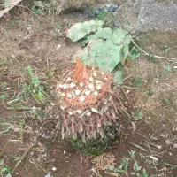 فروش انواع و اندازه گل‌های تزئینی ، سیکاس و غیره|گل و گیاه طبیعی|تهران, انبار نفت|دیوار
