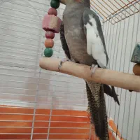 جفت عروس هلندی|پرنده|بندرعباس, |دیوار