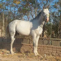 اسب نریان ترکمن