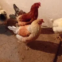 خروس و بو قلمون